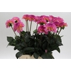 Dahlia Esli