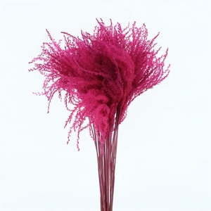 Dried Stipa Feather Cerise