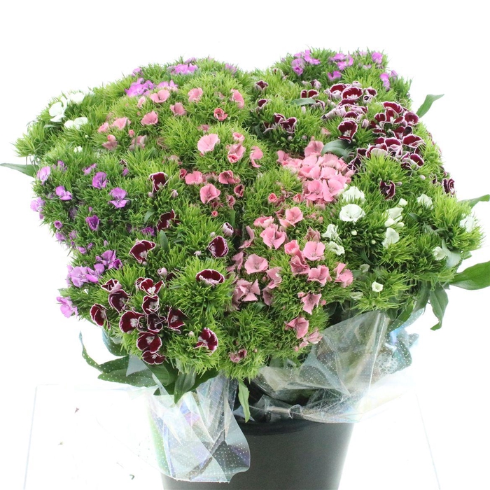 <h4>Di Barb Mix Super</h4>