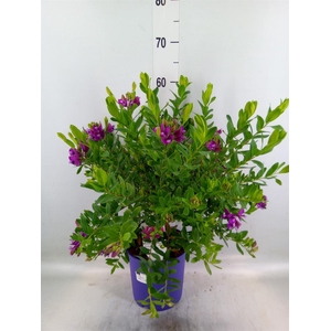 Polygala myrtifolia