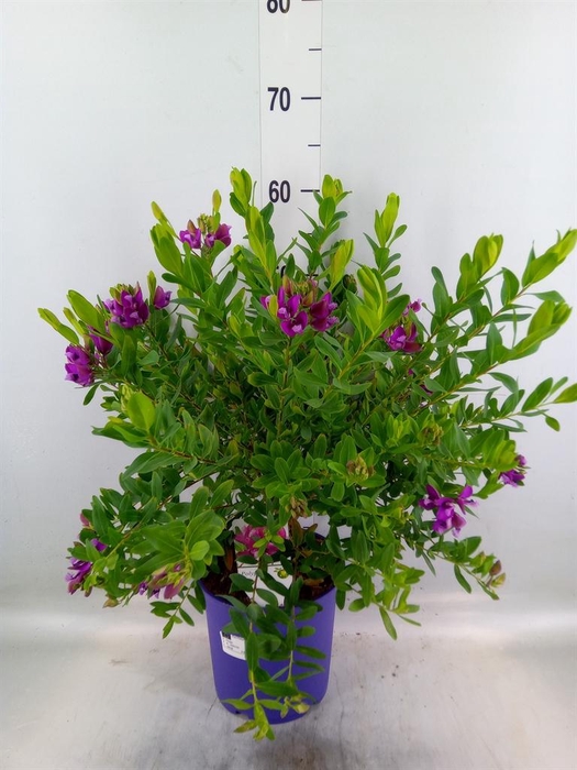<h4>Polygala myrtifolia</h4>