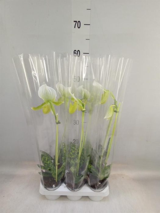 <h4>Paphiopedilum maudiae 'Femma'</h4>