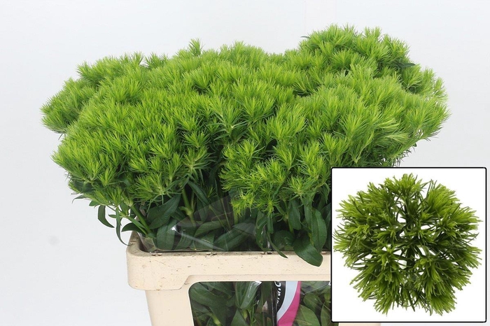 <h4>DI BARB KIWI MELLOW</h4>