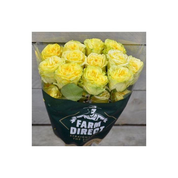 <h4>R Gr Star Walker</h4>