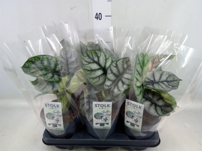 <h4>Alocasia  'Dragon Scale'</h4>