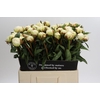Paeonia Bowl Of Cream