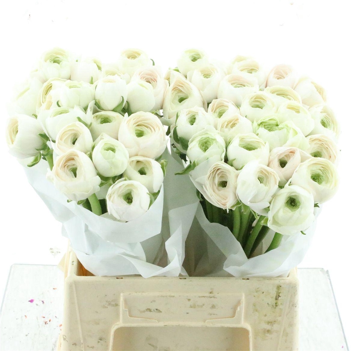 <h4>Ran Su Hanoi Extra</h4>