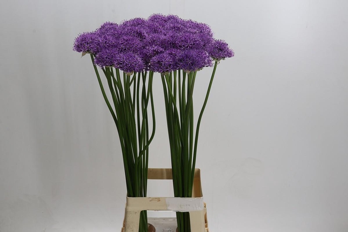 <h4>Allium Gladiator</h4>