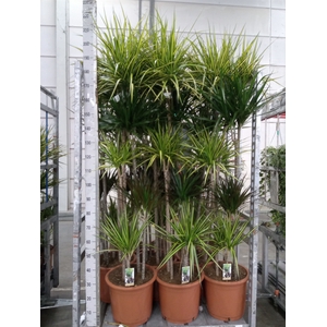 Dracaena   ...mix