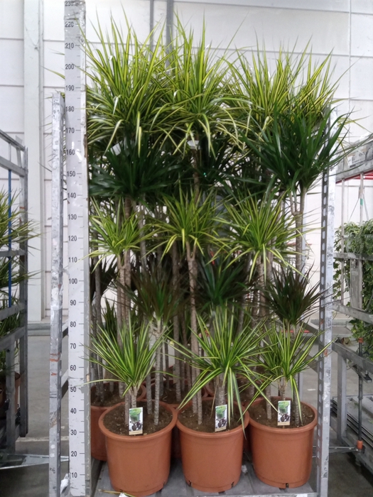 <h4>Dracaena   ...mix</h4>