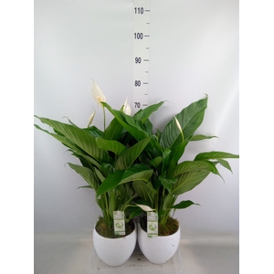 Arr.  Spathiphyllum  L%