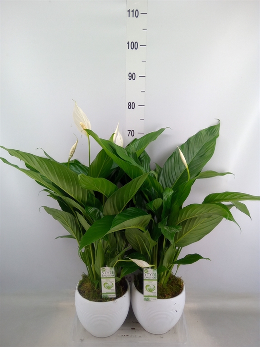 <h4>Arr.  Spathiphyllum  L%</h4>