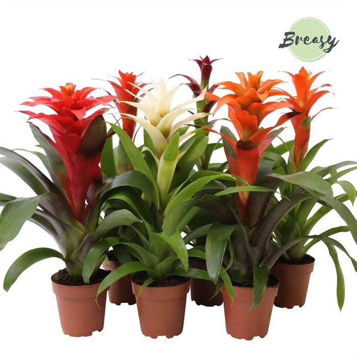 <h4>Guzmania   ...mix</h4>