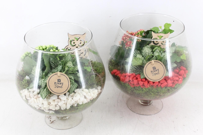 <h4>arr2 PL - Glas cognac x2 - rood/wit</h4>