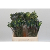 Anigozanthos Celebrations Firework