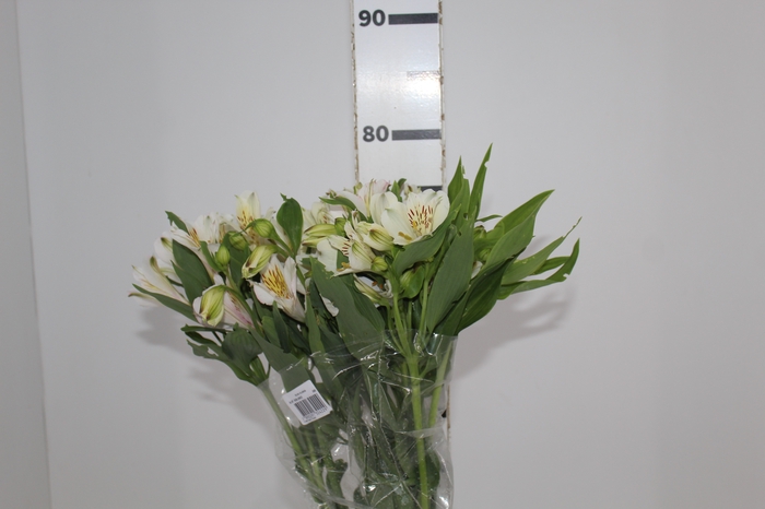 <h4>ALSTROEMERIA AVALANGE 080 CM</h4>