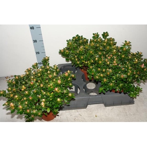 RHODO SI SACHSENSTER