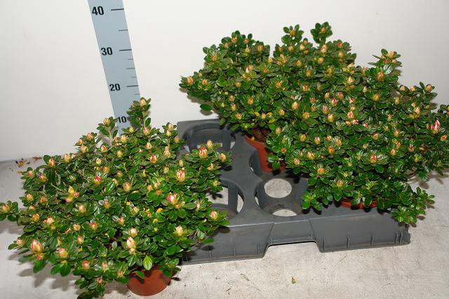 RHODO SI SACHSENSTER