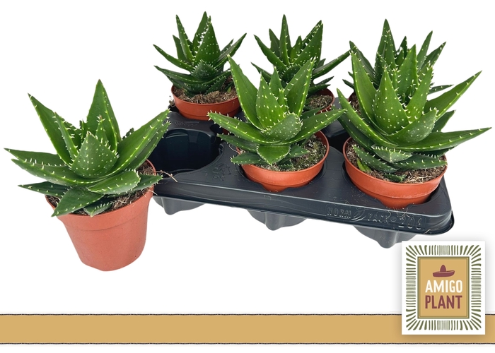 <h4>ALOE PERFOLIATA</h4>