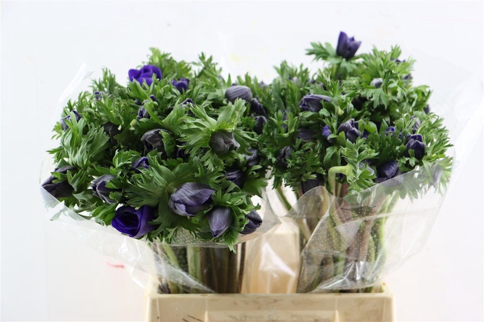 <h4>Anem Marianne Blue</h4>