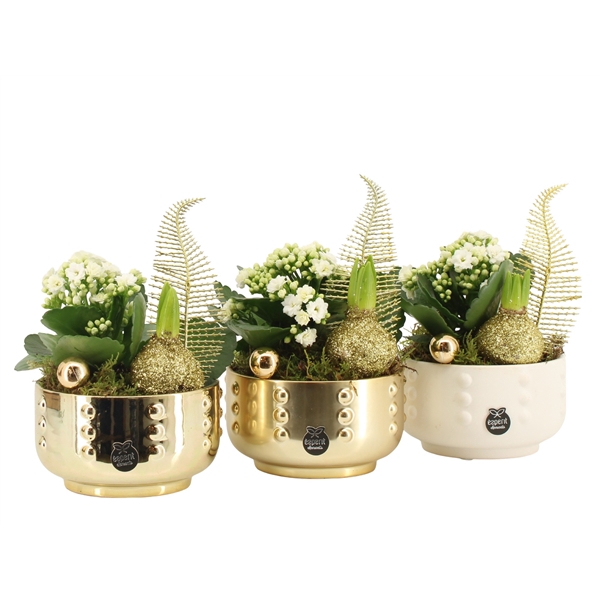 <h4>Arrangementen kamerplanten 6%</h4>