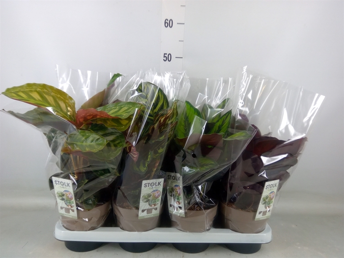 <h4>Calathea   ...mix 4</h4>