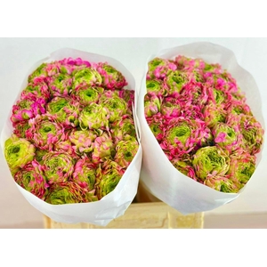 RANUNCULUS PON PON MALVA