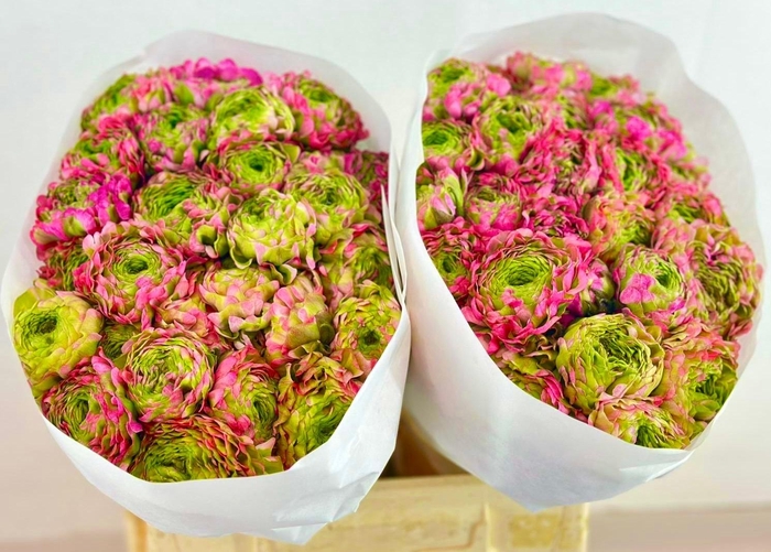 <h4>RANUNCULUS PON PON MALVA</h4>