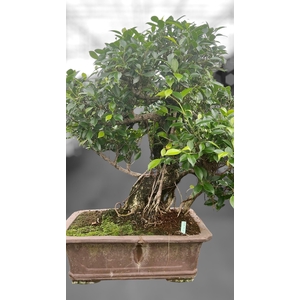 Ficus retusa, pot 46cm. Height 85cm.( single item)