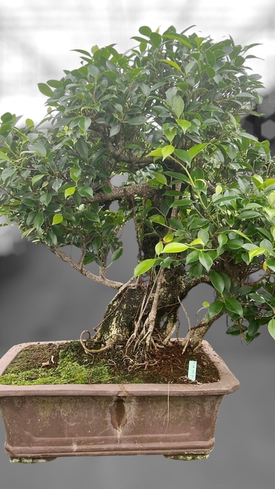 <h4>Ficus retusa, pot 46cm. Height 85cm.( single item)</h4>