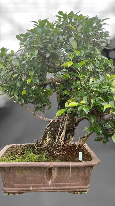 <h4>Ficus retusa, pot 46cm. Height 85cm.( single item)</h4>