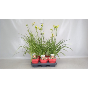 Hemerocallis   ...