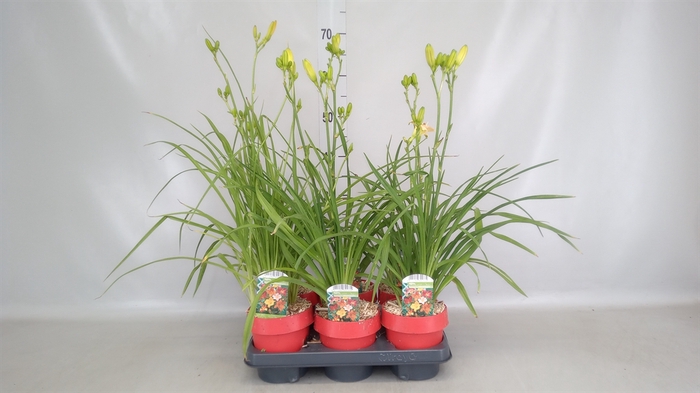 <h4>Hemerocallis   ...</h4>