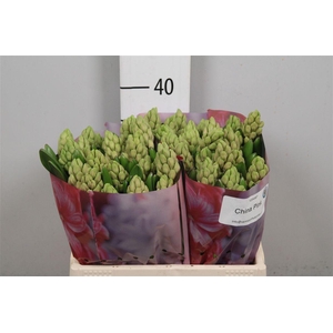 Hyac China Pink