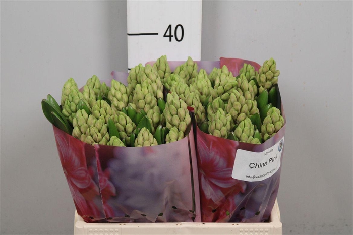 <h4>Hyac China Pink</h4>