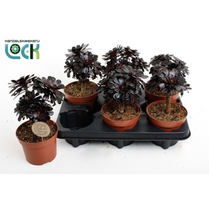 Aeonium arboreum
