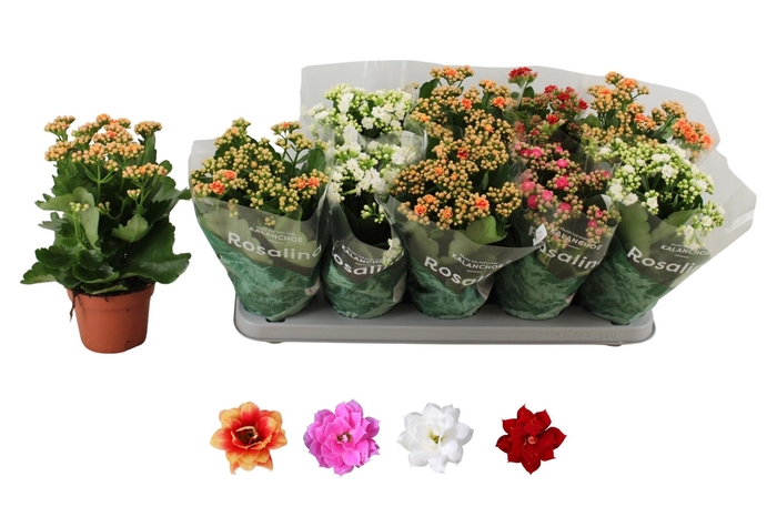 <h4>KAL GE RO GEM 4 KL</h4>