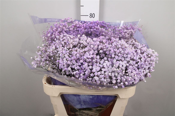Gyps Overtime Light Lavender (box)