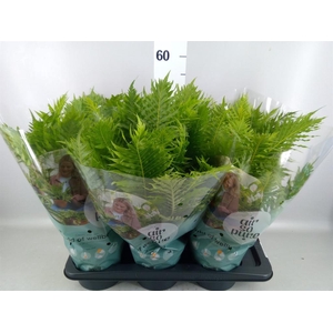 Blechnum gibbum 'Silver Lady'