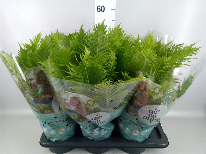 <h4>Blechnum gibbum 'Silver Lady'</h4>
