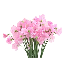 Lathyrus Pastel Pink