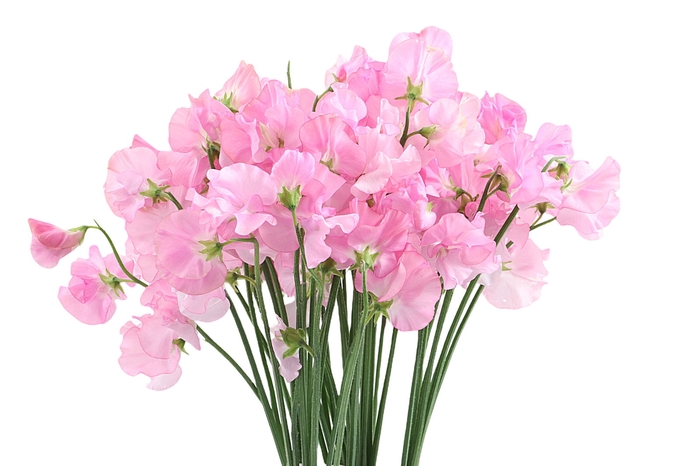<h4>Lathyrus Pastel Pink</h4>
