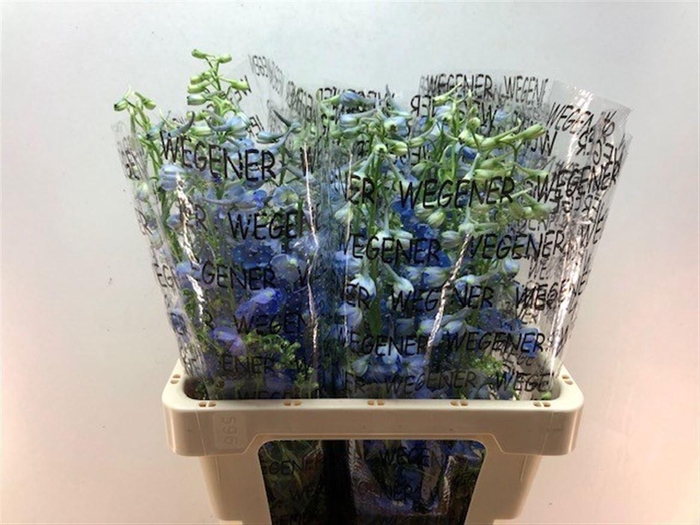 <h4>DELPH EN DONNA</h4>