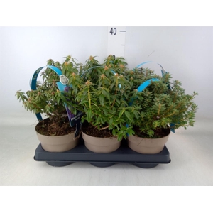 Rhododendron hippophaeoides