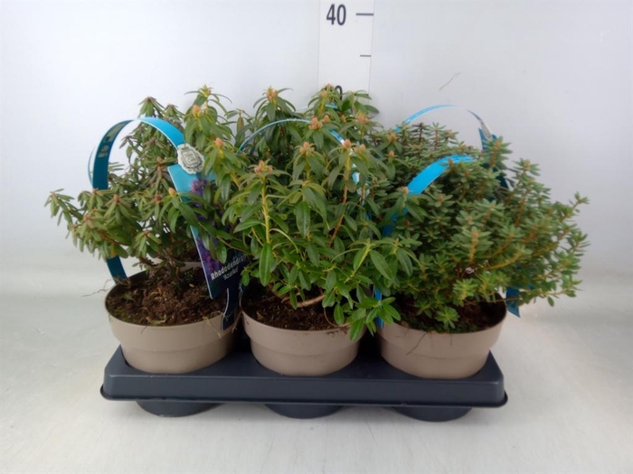 <h4>Rhododendron hippophaeoides</h4>