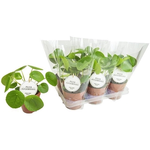 PILEA PEPEROMIOIDES