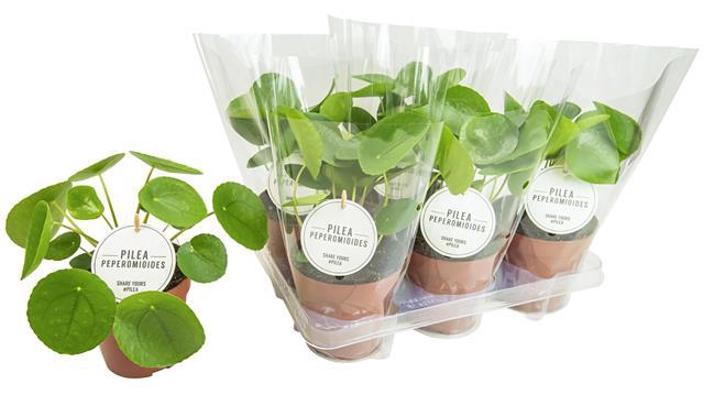 PILEA PEPEROMIOIDES