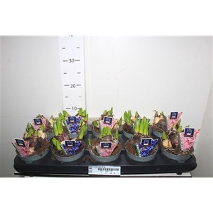 ** Hyacin Mult Gem 2 Kl * Autumn Promo *