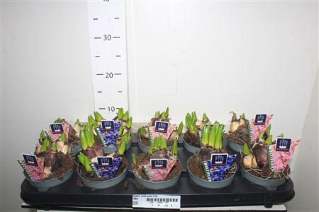 <h4>** Hyacin Mult Gem 2 Kl * Autumn Promo *</h4>