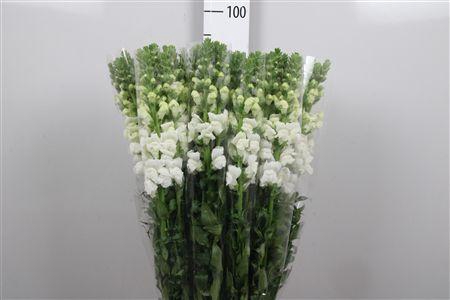 <h4>Antir It. White</h4>